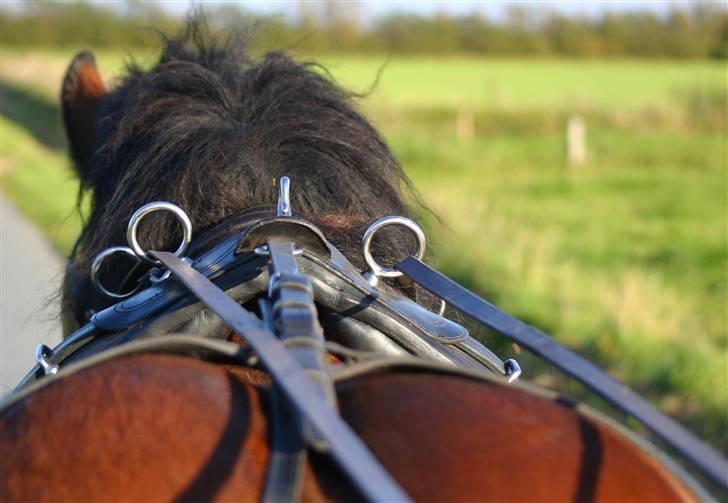 Belgier Balder - Farvel og tak fordi i kiggede med;o) -taget af Kay-photo billede 18