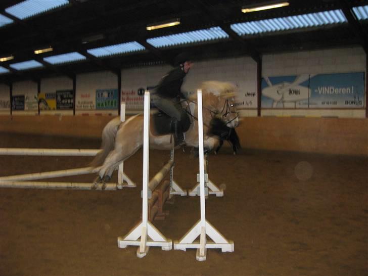 Anden særlig race Bailey  - til spring, sidder rest mærkeligt :) billede 20