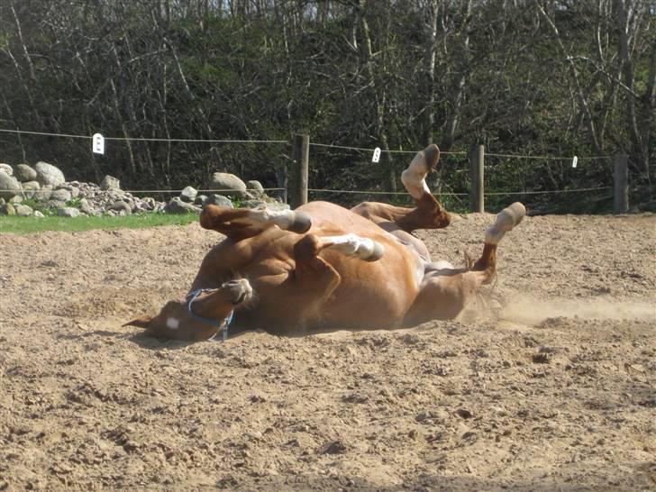 Dansk Varmblod Lamour / Standly - det klør billede 2