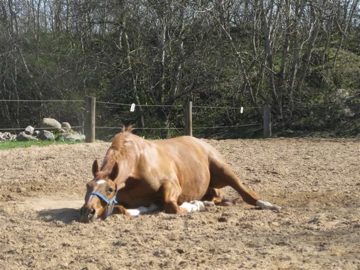 Dansk Varmblod Lamour / Standly billede 3