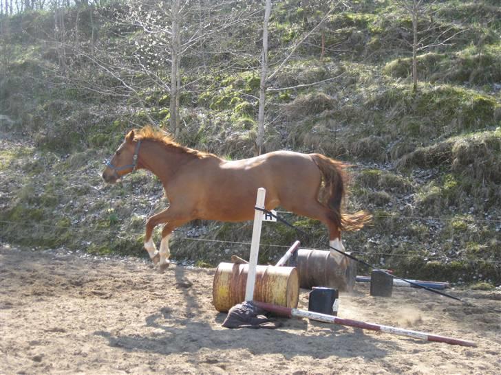 Dansk Varmblod Lamour / Standly billede 4