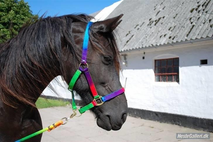 Frieser Eline Bouwkje B. billede 1
