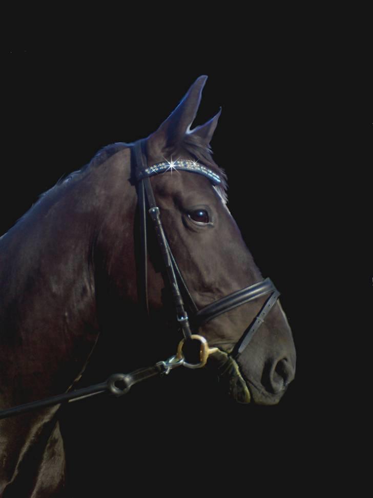 Anden særlig race Noir Rêver - 30.07.09 billede 13