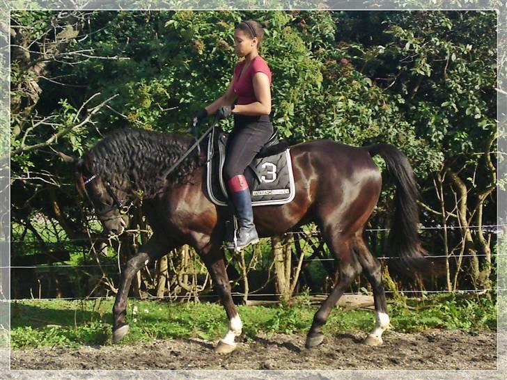 Anden særlig race Noir Rêver - 22.08.09 - Et sjældent syn - Noirs fulde hårpragt under ridning.  =D   <3 billede 14