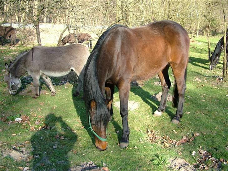 {{currentPhoto.altText}} billede {{currentPhoto.number}}