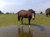 Welsh Pony af Cob-type (sec C) Felicia (Solgt&savnet) [Tidl. hest]
