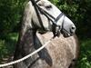 Hollandsk Sportspony Olympia *SOLGT* [Tidl. hest]