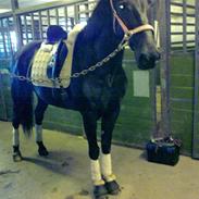 Anden særlig race Black Pearl