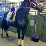 Anden særlig race Black Pearl