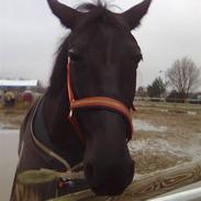 Anden særlig race Black Pearl