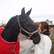 Anden særlig race Black Pearl