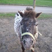 Appaloosa Topper