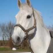 Hollandsk Varmblod N Umonia 57