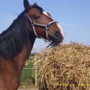 Hackney Margie *solgt*