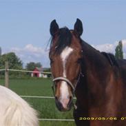 Hackney Margie *solgt*