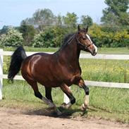 Dansk Varmblod Anika Kick - solgt 
