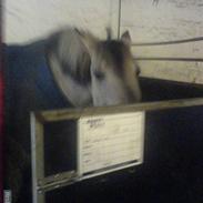 Anden særlig race Max<3 Part