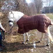 New Forest Husrækkens Efendi Cabél