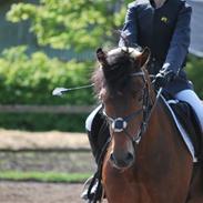 New Forest Ørholm's Parcifal (Part)