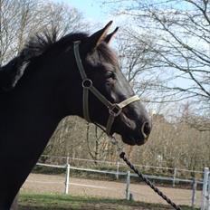 Dansk Varmblod Bjeregårdens Olympia