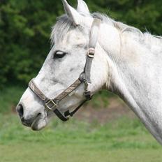 Anden særlig race Shakira   solgt!