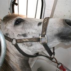 Anden særlig race Shakira   solgt!