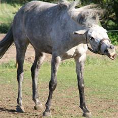 Anden særlig race Shakira   solgt!