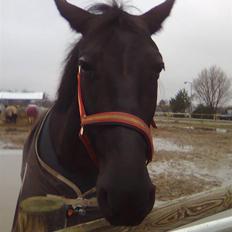 Anden særlig race Black Pearl