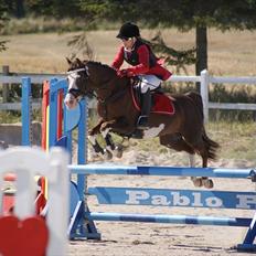 Welsh Partbred (Sec F) Stendyssens Jappeloup