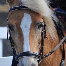 Haflinger Nissan