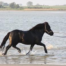 Shetlænder Søndergårds Mac