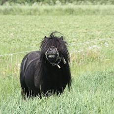 Shetlænder Søndergårds Mac