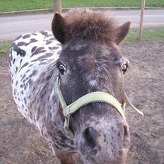 Appaloosa Topper