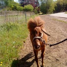 Anden særlig race Cirkeline