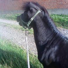 Anden særlig race : Lillebror | ~ Min Lille Laban ~