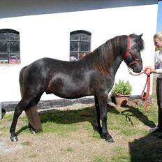 Islænder Tarzan Jr. Fra Diisa