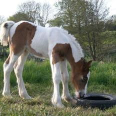 Irish Cob Bundolo's Zaphira