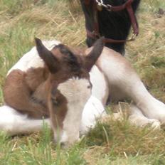 Irish Cob Bundolo's Zaphira