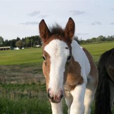 Irish Cob Bundolo's Zaphira