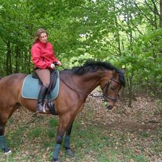 Dansk Varmblod Starlight´s Sidney