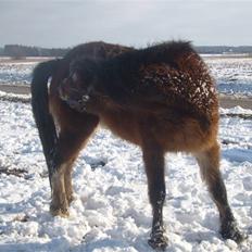 Welsh Pony (sec B) vallhals ballerina