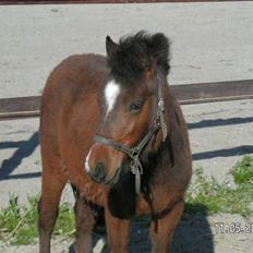 Anden særlig race Mikey men udtales mikki (