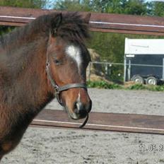 Anden særlig race Mikey men udtales mikki (