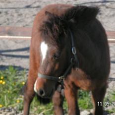 Anden særlig race Mikey men udtales mikki (