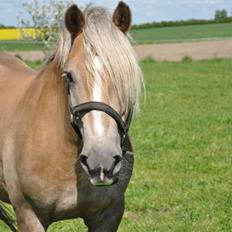 Haflinger Wander Van de Beekenpiepe