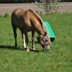 Haflinger Wander Van de Beekenpiepe