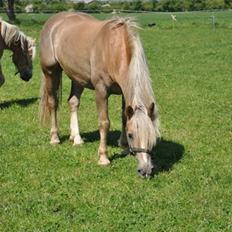 Haflinger Wander Van de Beekenpiepe