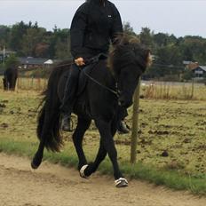 Islænder Gáski fra Rolandsgården