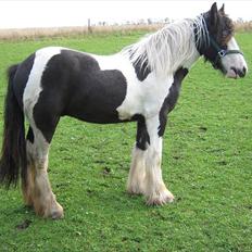 Irish Cob Viggo Hiiri Solgt.