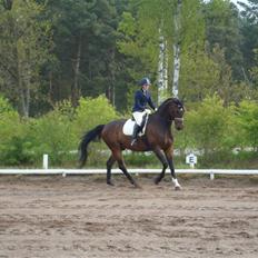 Dansk Varmblod Enormous Amadæus